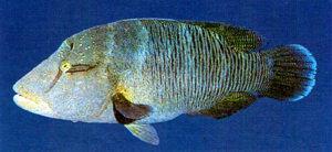 Cheilinus undulatus曲紋唇魚