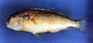 Choerodon gymnogenys紫紋豬齒魚