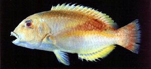 Choerodon robustus粗豬齒魚