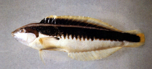 Coris musume黑帶盔魚