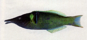Gomphosus varius雜色尖嘴魚