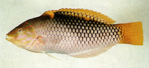 Halichoeres hortulanus雲斑海豬魚