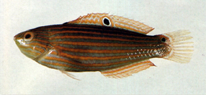 Halichoeres melanurus黑尾海豬魚