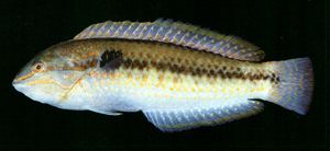 Parajulis poecilepterus花鰭副海豬魚