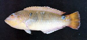 Halichoeres trimaculatus三斑海豬魚