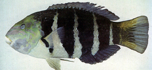 Hemigymnus fasciatus條紋半裸魚