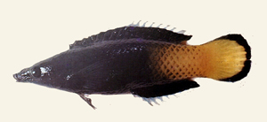 Labroides bicolor雙色裂唇魚