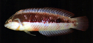 Novaculoides macrolepidotus大鱗似美鰭魚