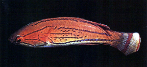 Paracheilinus carpenteri卡氏副唇魚