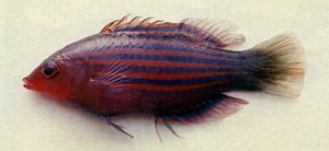 Pseudocheilinus hexataenia六帶擬唇魚