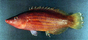 Pseudocheilinus octotaenia八帶擬唇魚