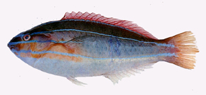 Stethojulis trilineata三線紫胸魚