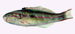 Thalassoma quinquevittatum五帶錦魚