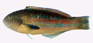 Thalassoma trilobatum三葉錦魚