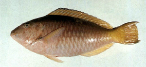 Hipposcarus longiceps長頭馬鸚哥魚