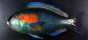 Chlorurus bowersi鮑氏綠鸚哥魚