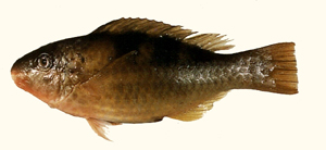 Scarus dimidiatus新月鸚哥魚