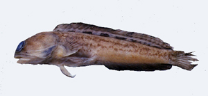 Opistognathus castelnaui卡氏後頜魚