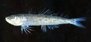 Champsodon guentheri貢氏鱷齒魚