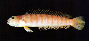 Parapercis decemfasciata十橫斑擬鱸