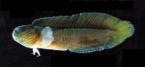 Enchelyurus kraussii克氏連鰭鳚