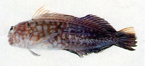 Cirripectes castaneus頰紋頸鬚鳚