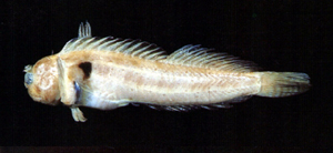 Entomacrodus caudofasciatus尾帶間頸鬚鳚