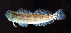 Entomacrodus decussatus斑紋間頸鬚鳚