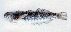 Entomacrodus epalzeocheilos纓唇間頸鬚鳚