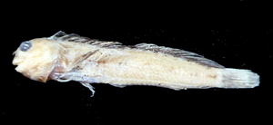 Mimoblennius atrocinctus擬鳚