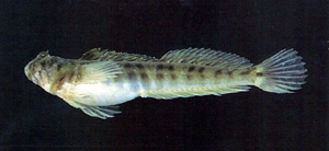 Praealticus striatus吻紋矮冠鳚