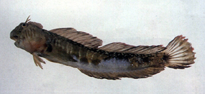 Praealticus tanegasimae種子島矮冠鳚