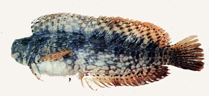 Salarias fasciatus細紋唇齒鳚