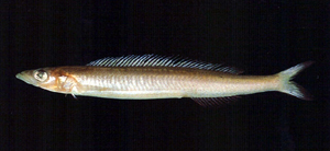 Bleekeria mitsukurii箕作布氏筋魚