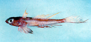 Synchiropus altivelis紅連鰭䲗