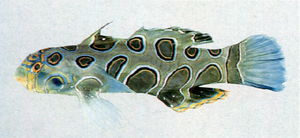 Synchiropus picturatus變色連鰭䲗