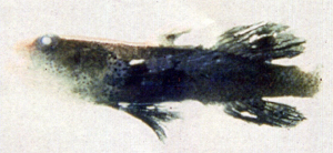 Lotilia graciliosa白頭鰕虎