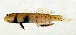 Amblyeleotris guttata斑點鈍鯊
