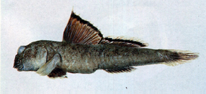 Periophthalmus argentilineatus銀身彈塗魚
