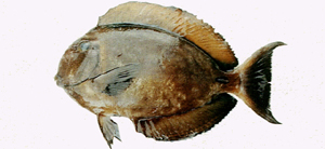 Acanthurus bariene肩斑刺尾鯛