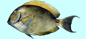 Acanthurus dussumieri杜氏刺尾鯛