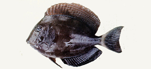 Acanthurus mata後刺尾鯛