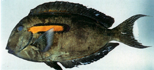 Acanthurus olivaceus一字刺尾鯛