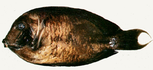 Acanthurus pyroferus火紅刺尾鯛