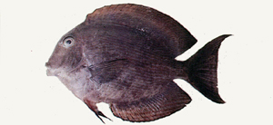 Ctenochaetus striatus漣紋櫛齒刺尾鯛