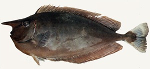 Naso annulatus環紋鼻魚