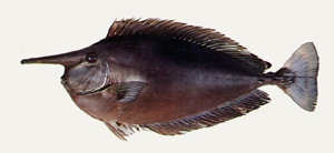 Naso brevirostris短吻鼻魚
