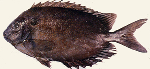 Siganus punctatus斑臭肚魚