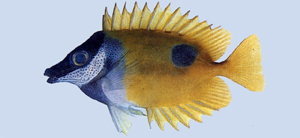 Siganus unimaculatus單斑臭肚魚