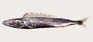 Promethichthys prometheus紫金魚